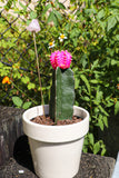 Rose Quartz Plant Stick